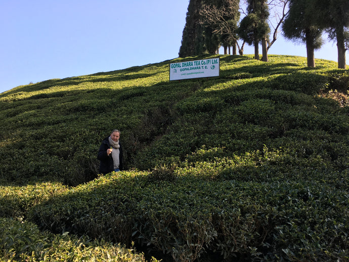 Von Darjeeling bis zum heimischen Garten: Die Bedeutung niedriger pH-Werte für den Anbau von Tee und heimischen Pflanzen